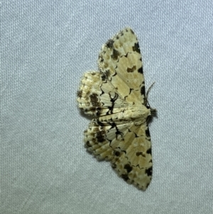 Sandava scitisignata at Jerrabomberra, NSW - 17 Mar 2022