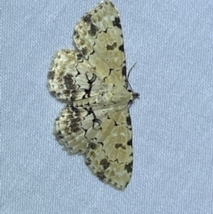 Sandava scitisignata at Jerrabomberra, NSW - 17 Mar 2022