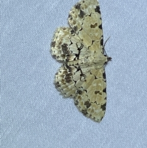 Sandava scitisignata at Jerrabomberra, NSW - 17 Mar 2022