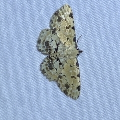 Sandava scitisignata at Jerrabomberra, NSW - 17 Mar 2022