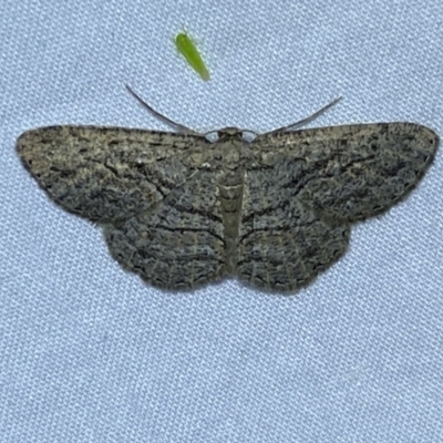 Boarmiini (tribe) (Unidentified Looper moth (Ennominae)) at Jerrabomberra, NSW - 17 Mar 2022 by SteveBorkowskis