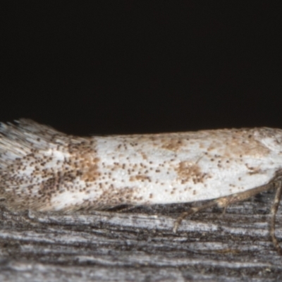 Oecophoridae (family) (Unidentified Oecophorid concealer moth) at Melba, ACT - 15 Jan 2022 by kasiaaus