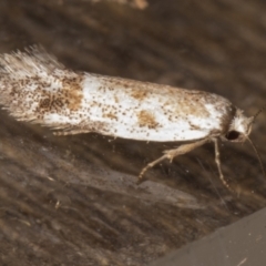 Oecophoridae (family) at Melba, ACT - 15 Jan 2022 11:31 PM