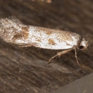 Oecophoridae (family) at Melba, ACT - 15 Jan 2022