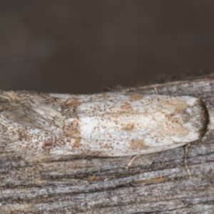 Oecophoridae (family) at Melba, ACT - 15 Jan 2022