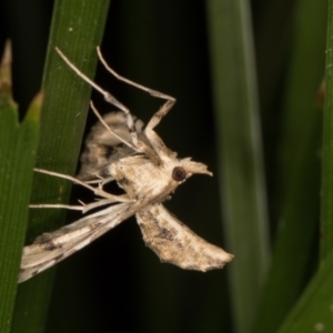 Sceliodes cordalis at Melba, ACT - 16 Jan 2022