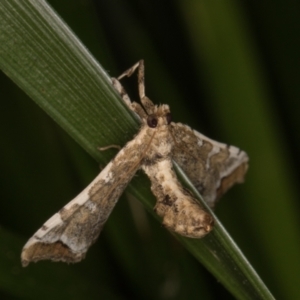 Sceliodes cordalis at Melba, ACT - 16 Jan 2022