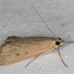 Achyra affinitalis (Cotton Web Spinner) at Melba, ACT - 15 Jan 2022 by kasiaaus