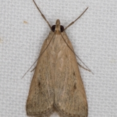 Achyra affinitalis at Melba, ACT - 16 Jan 2022 12:48 AM