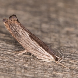 Phthonerodes peridela at Melba, ACT - 16 Jan 2022