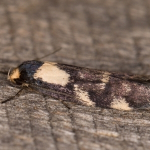 Palimmeces leucopelta at Melba, ACT - 16 Jan 2022 09:07 PM