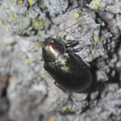 Edusella sp. (genus) at Aranda, ACT - 14 Mar 2022