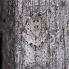 Isotenes miserana (Orange Fruit Borer) at Melba, ACT - 16 Jan 2022 by kasiaaus