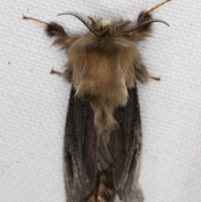 Clania ignobilis (Faggot Case Moth) at Melba, ACT - 16 Jan 2022 by kasiaaus
