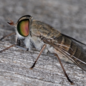 Dasybasis sp. (genus) at Melba, ACT - 16 Jan 2022