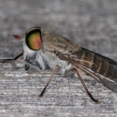 Dasybasis sp. (genus) at Melba, ACT - 16 Jan 2022