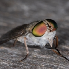 Dasybasis sp. (genus) at Melba, ACT - 16 Jan 2022