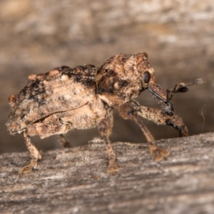 Orthorhinus klugii at Melba, ACT - 16 Jan 2022