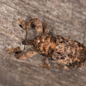 Orthorhinus klugii at Melba, ACT - 16 Jan 2022