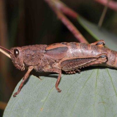 Percassa rugifrons (Mountain Grasshopper) at Mount Clear, ACT - 17 Mar 2022 by TimL