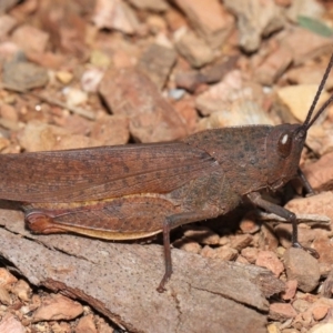 Goniaea opomaloides at Mount Clear, ACT - 17 Mar 2022 11:54 AM