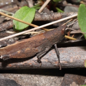 Goniaea opomaloides at Mount Clear, ACT - 17 Mar 2022