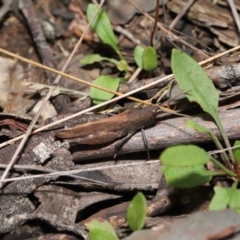 Goniaea opomaloides at Mount Clear, ACT - 17 Mar 2022