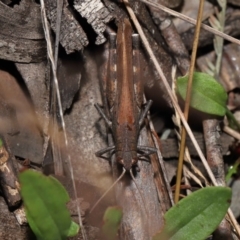 Goniaea opomaloides at Mount Clear, ACT - 17 Mar 2022