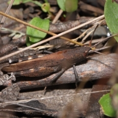 Goniaea opomaloides at Mount Clear, ACT - 17 Mar 2022 01:07 PM