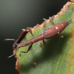 Rhadinosomus lacordairei at Mount Clear, ACT - 17 Mar 2022