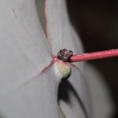 Haplonyx sp. (genus) at Mount Clear, ACT - 17 Mar 2022