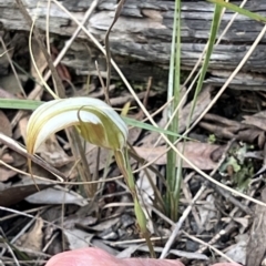 Diplodium ampliatum (Large Autumn Greenhood) at Bruce, ACT - 10 Mar 2022 by Wendyp5