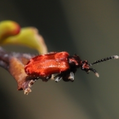 Lemodes coccinea (Scarlet ant beetle) at Mount Clear, ACT - 17 Mar 2022 by TimL