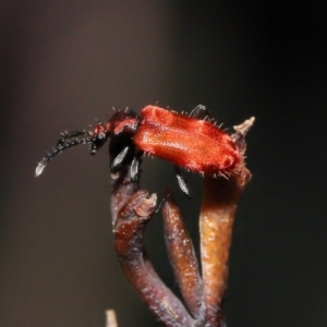 Lemodes coccinea at Mount Clear, ACT - 17 Mar 2022