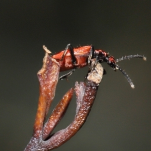 Lemodes coccinea at Mount Clear, ACT - 17 Mar 2022