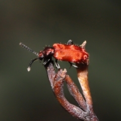 Lemodes coccinea at Mount Clear, ACT - 17 Mar 2022 12:20 PM