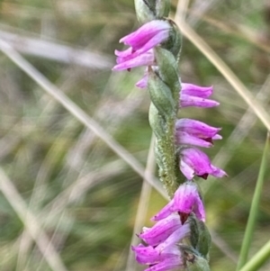 Spiranthes australis at Booth, ACT - suppressed