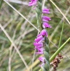 Spiranthes australis at Booth, ACT - suppressed