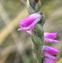 Spiranthes australis at Booth, ACT - suppressed