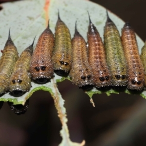 Lophyrotoma interrupta at Mount Clear, ACT - 17 Mar 2022 12:31 PM