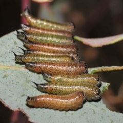 Lophyrotoma interrupta at Mount Clear, ACT - 17 Mar 2022