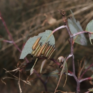 Lophyrotoma interrupta at Mount Clear, ACT - 17 Mar 2022 12:31 PM