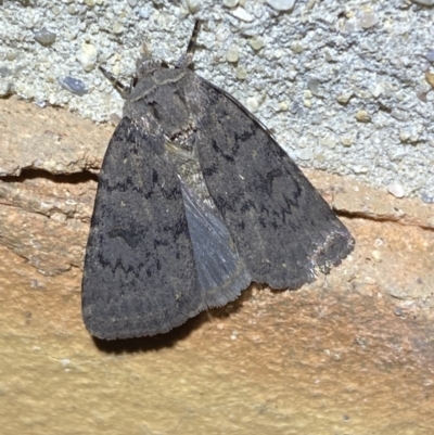Neumichtis nigerrima (Black Turnip Moth) at Jerrabomberra, NSW - 17 Mar 2022 by SteveBorkowskis