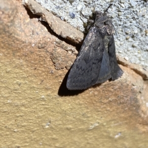 Neumichtis nigerrima at Jerrabomberra, NSW - suppressed