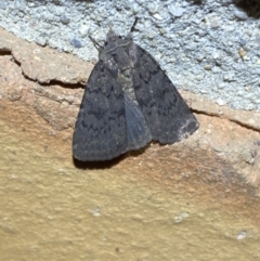 Neumichtis nigerrima at Jerrabomberra, NSW - suppressed