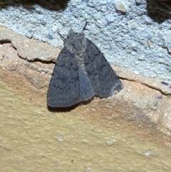 Neumichtis nigerrima at Jerrabomberra, NSW - suppressed