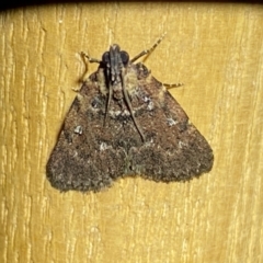 Spectrotrota fimbrialis (A Pyralid moth) at Jerrabomberra, NSW - 17 Mar 2022 by Steve_Bok