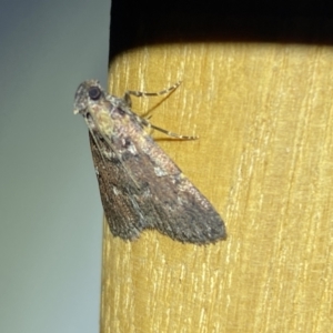 Spectrotrota fimbrialis at Jerrabomberra, NSW - suppressed