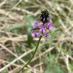 Cullen microcephalum at Rendezvous Creek, ACT - 17 Mar 2022