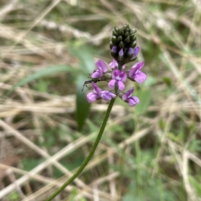 Cullen microcephalum (Dusky Scurf-pea) at Rendezvous Creek, ACT - 17 Mar 2022 by JaneR